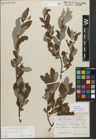 Foto von Salix myrsinifolia Salisb.